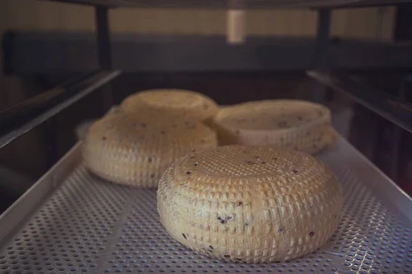Stagionatura teste di formaggio — Foto Stock