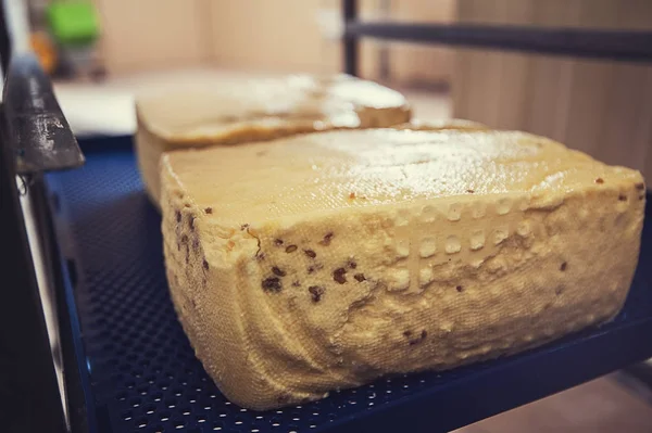 熟成チーズ頭 — ストック写真