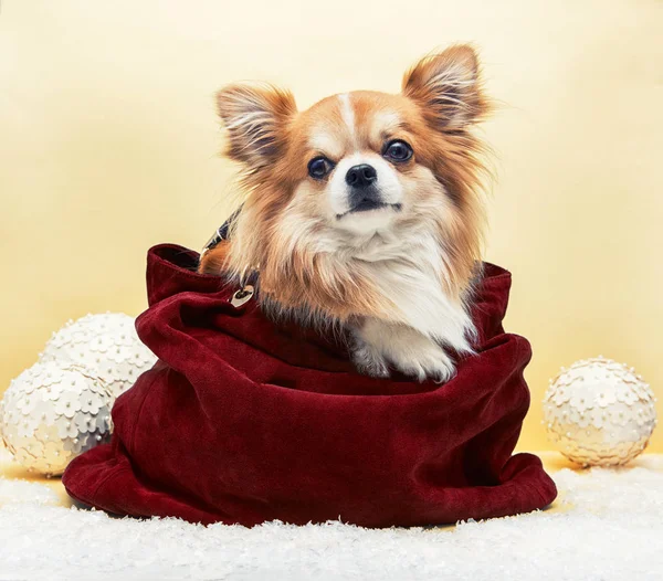 Perro pequeño en la bolsa —  Fotos de Stock