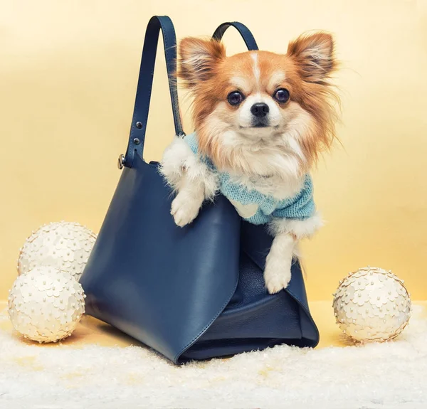 Perro pequeño en la bolsa —  Fotos de Stock