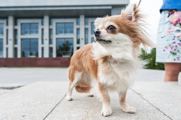 Chihuahua, spacery po mieście — Zdjęcie stockowe