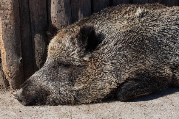 Wild boar in zoo