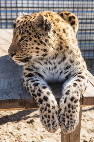 Porträtt av leopard — Stockfoto