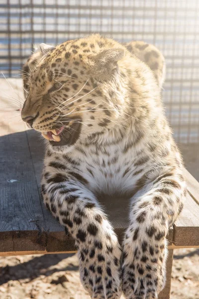 Porträtt av leopard — Stockfoto