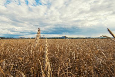 Gün batımında buğday tarlası