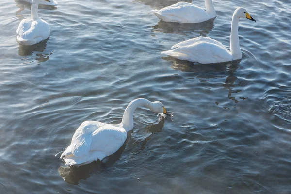 美しい白鳥百日咳 — ストック写真