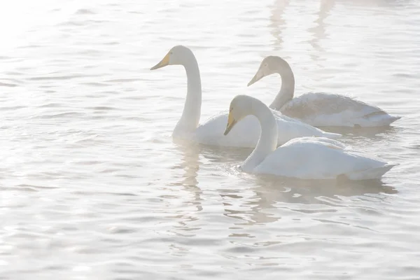 Beautiful white whooping swans — Stock Photo, Image