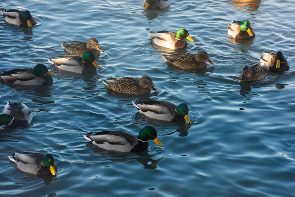 Pływanie kaczki w jeziorze — Zdjęcie stockowe