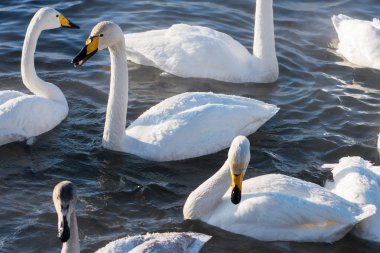 Güzel beyaz boğmaca Kuğu