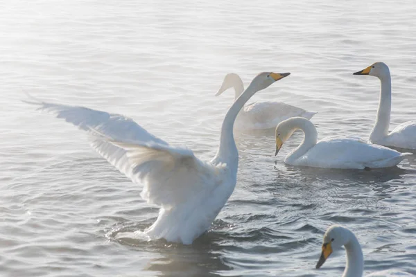 Beautiful white whooping swans — Stock Photo, Image