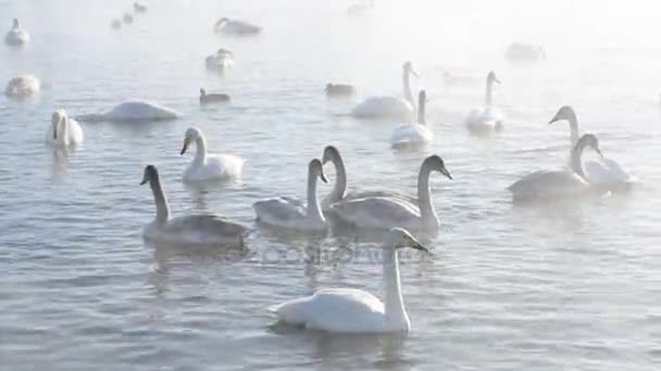 Beaux cygnes coqueluches blancs — Video