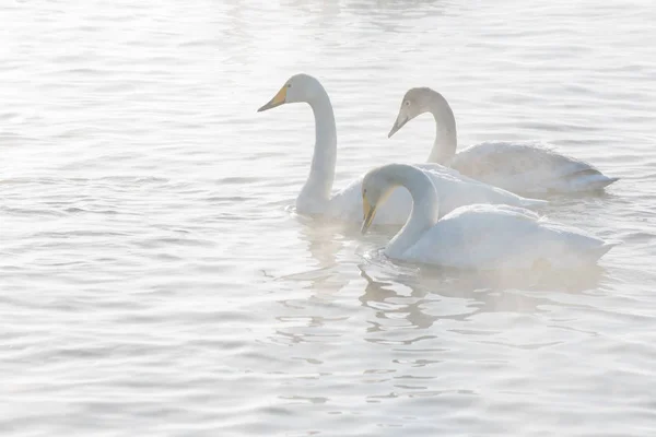 Beautiful white whooping swans — Stock Photo, Image