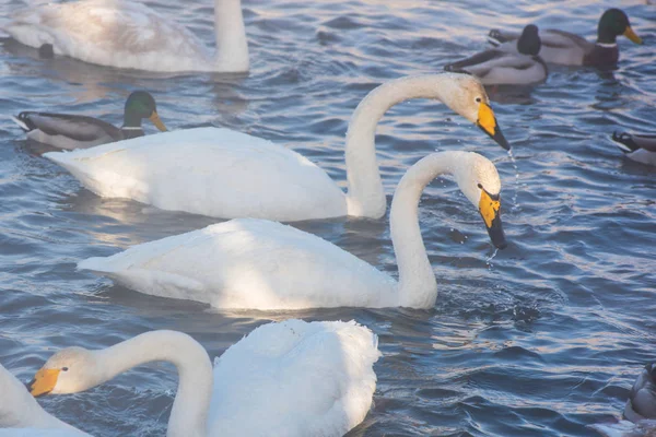 美しい白鳥百日咳 — ストック写真