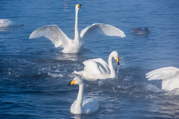 Beautiful white whooping swans — Stock Photo, Image