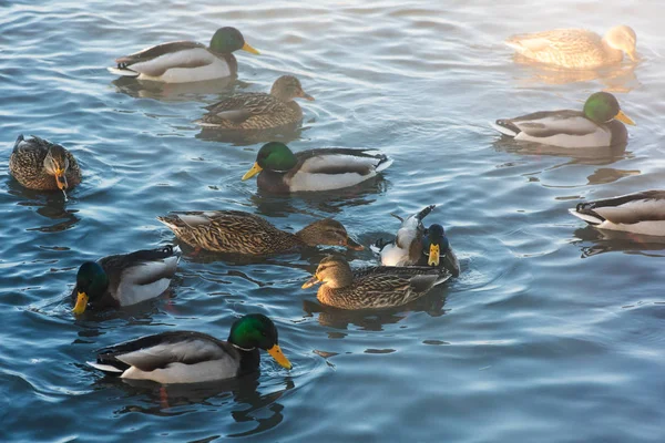 アヒルが湖で泳いでいて — ストック写真