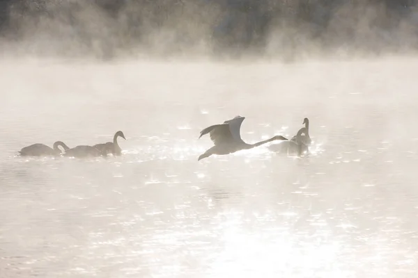 Hermosos cisnes blancos zumbando —  Fotos de Stock