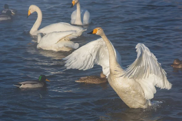 Gyönyörű fehér szamárköhögés hattyúk — Stock Fotó