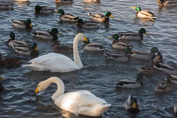 美しい白鳥百日咳 — ストック写真