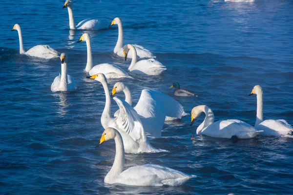 Bonito branco chicotadas cisnes — Fotografia de Stock