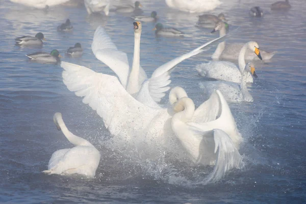 Bonito branco chicotadas cisnes — Fotografia de Stock