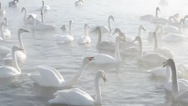 Beautiful white whooping swans — Stock Video