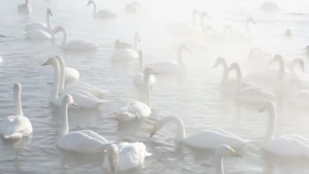 Hermosos cisnes blancos zumbando — Vídeo de stock