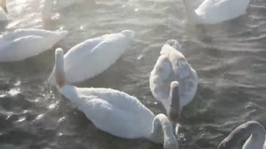 Güzel beyaz boğmaca Kuğu