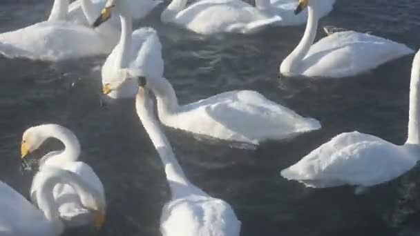 Красиві Білими Лебедями Коклюш Купання Nonfreezing Зима Озера Місця Зимівлі — стокове відео
