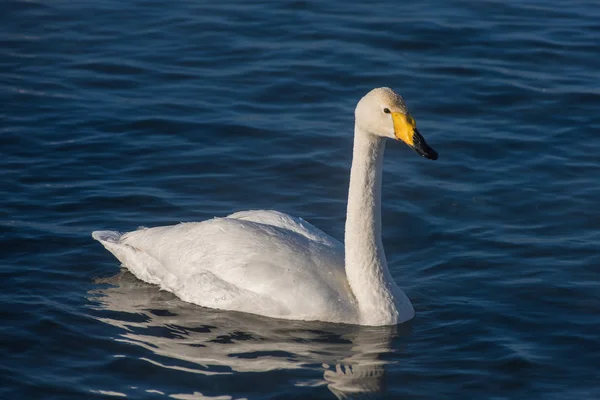Hermosos cisnes blancos zumbando — Foto de Stock