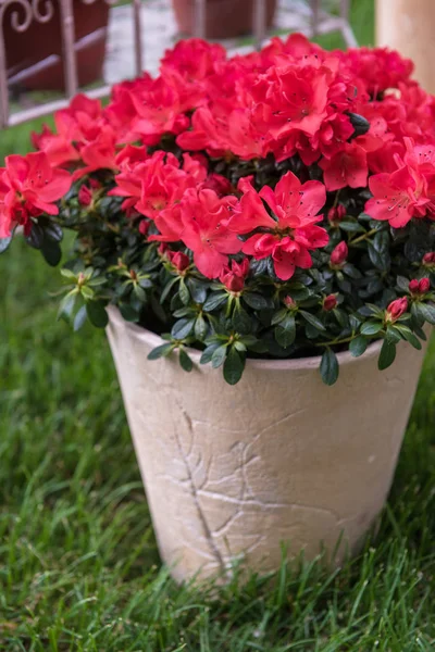 Flower in the garden — Stock Photo, Image