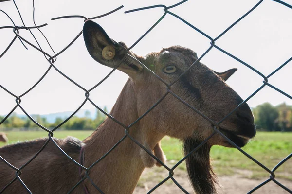 Goat portrait closeup — Stock Photo, Image