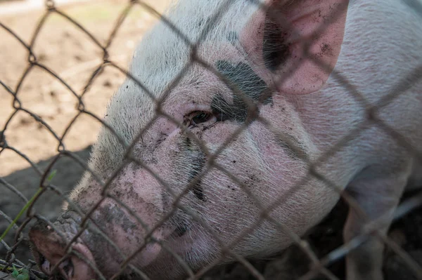 Cerdo en granja de cerdos — Foto de Stock