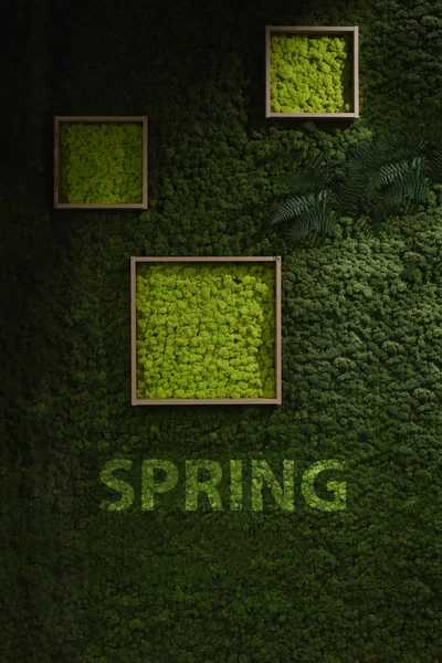 Dark green moss wall — Stock Photo, Image