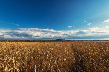Gün batımında buğday tarlası