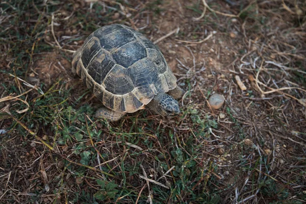 Karada turtle — Stok fotoğraf