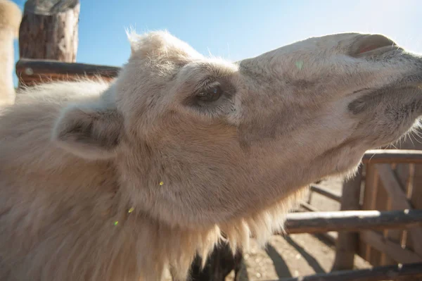 Closeup portrait of the white camel — Stock Photo, Image