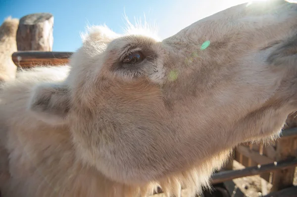 Closeup portrait of the white camel — Stock Photo, Image