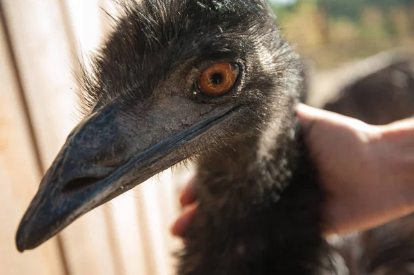 Struisvogel en vrouwelijke handen — Stockfoto