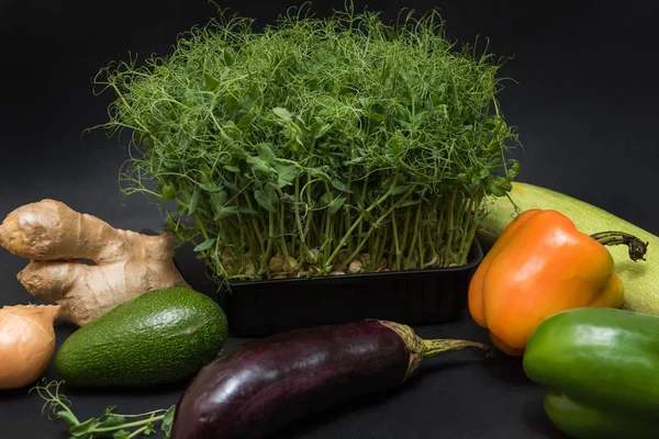 Brotes de micro verdes — Foto de Stock