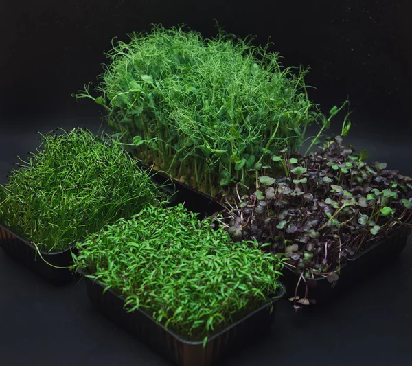 Brotos de micro verdes — Fotografia de Stock