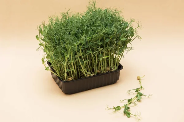 Micro greens sprouts of peas — Stock Photo, Image