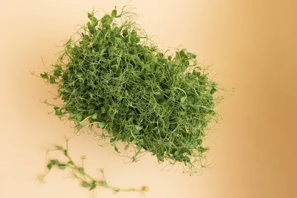 Micro greens sprouts of peas — Stock Photo, Image