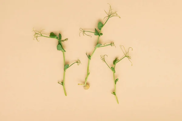 Микро-зеленые ростки гороха — стоковое фото