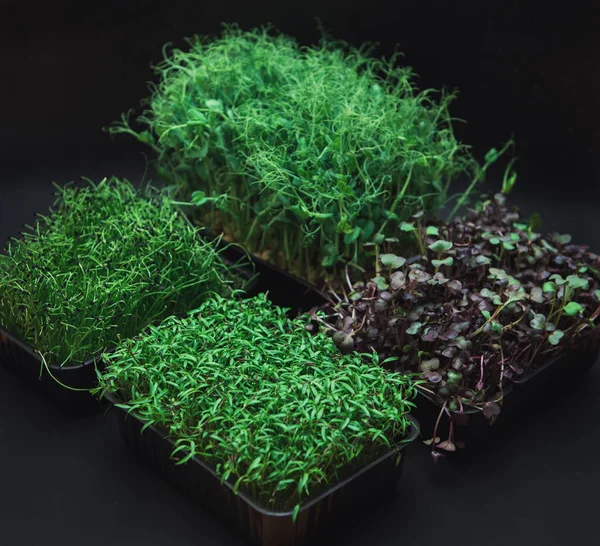 Mikro yeşiller filizlenir — Stok fotoğraf