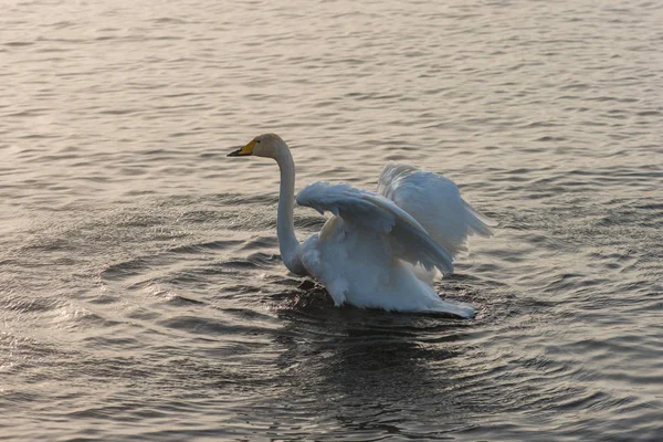 Los cisnes nadan en el lago — Foto de Stock