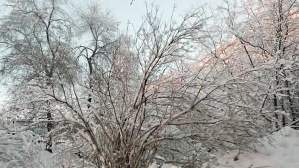 Winter frozen trees — Stock Video