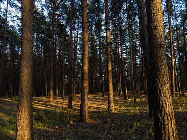 Лес на закате — стоковое фото