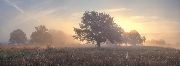 Árboles de roble en el prado en la mañana brumosa — Foto de Stock