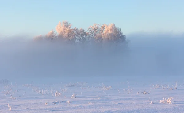 Trees covered by frost in misty morning — Stock Photo, Image