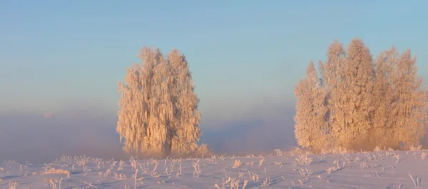 Árvores brancas na manhã de inverno — Fotografia de Stock
